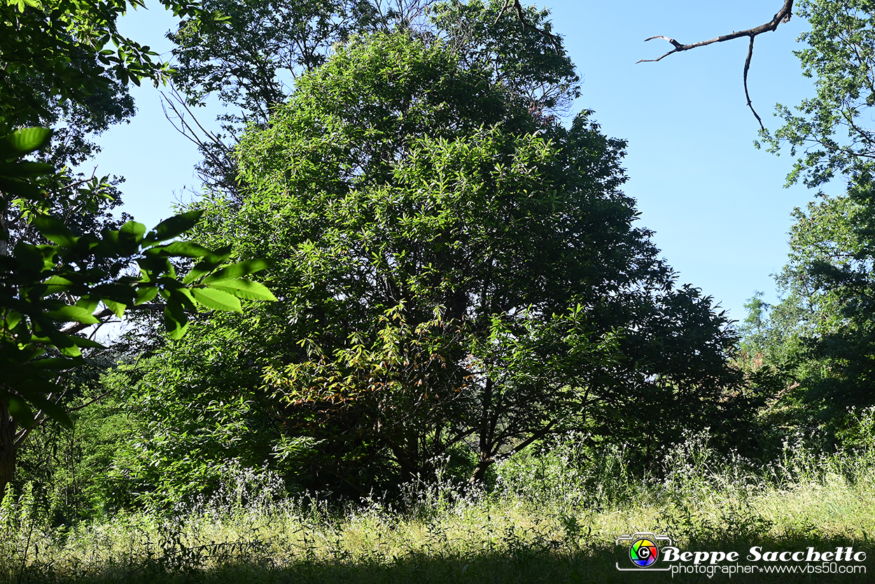 VBS_4782 - Il bosco fatato - Montaldo Roero.jpg